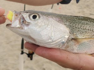 surf fishing