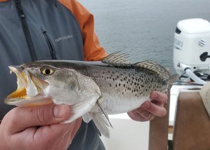 speckled sea trout in the rain