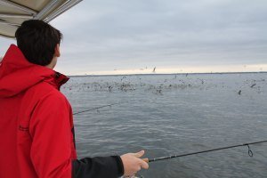 birds working on fish
