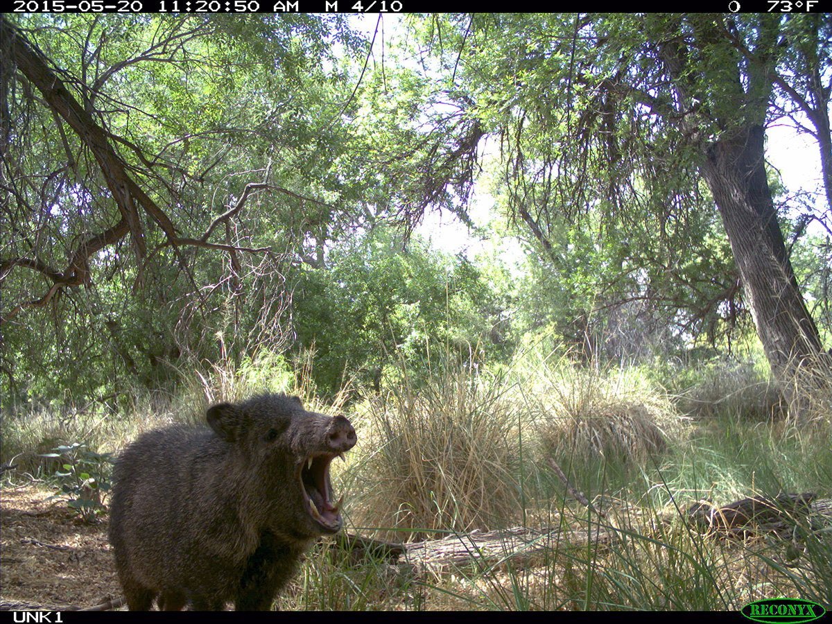 pr_javalina-1.jpg