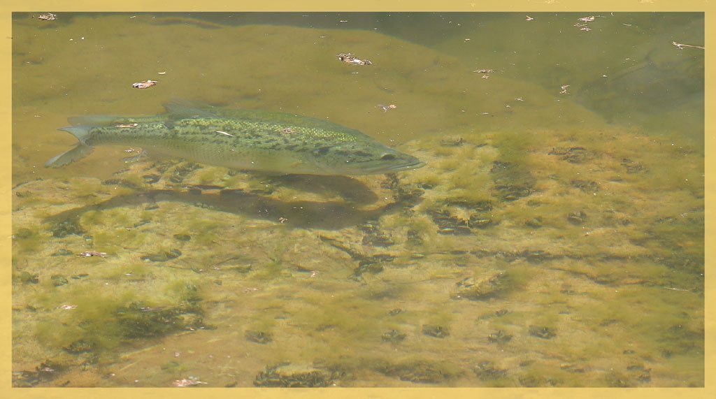 Stream bank fishing can be very productive... if you can get access.