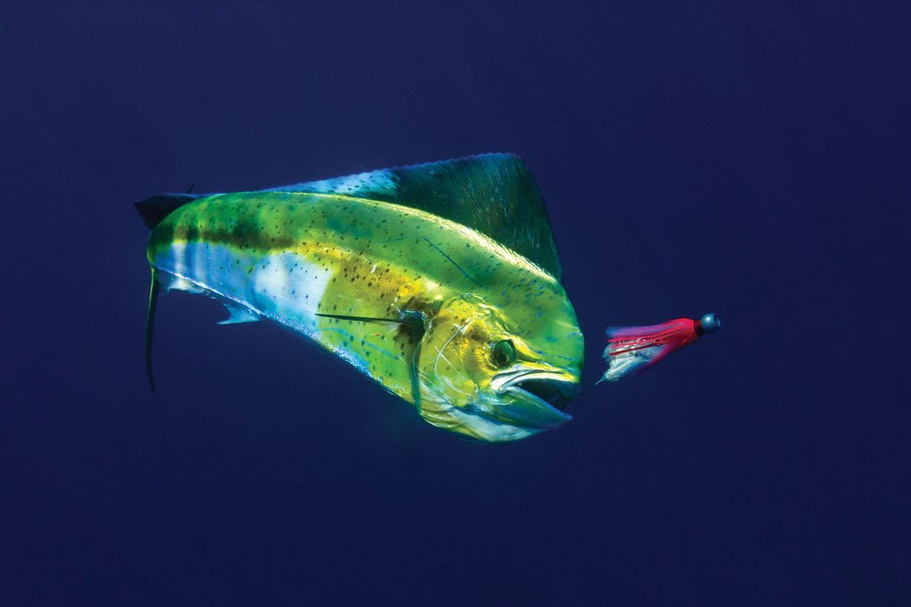 Dorado/Mahi-Mahi are commonly found in weedlines off the Texas Coast.