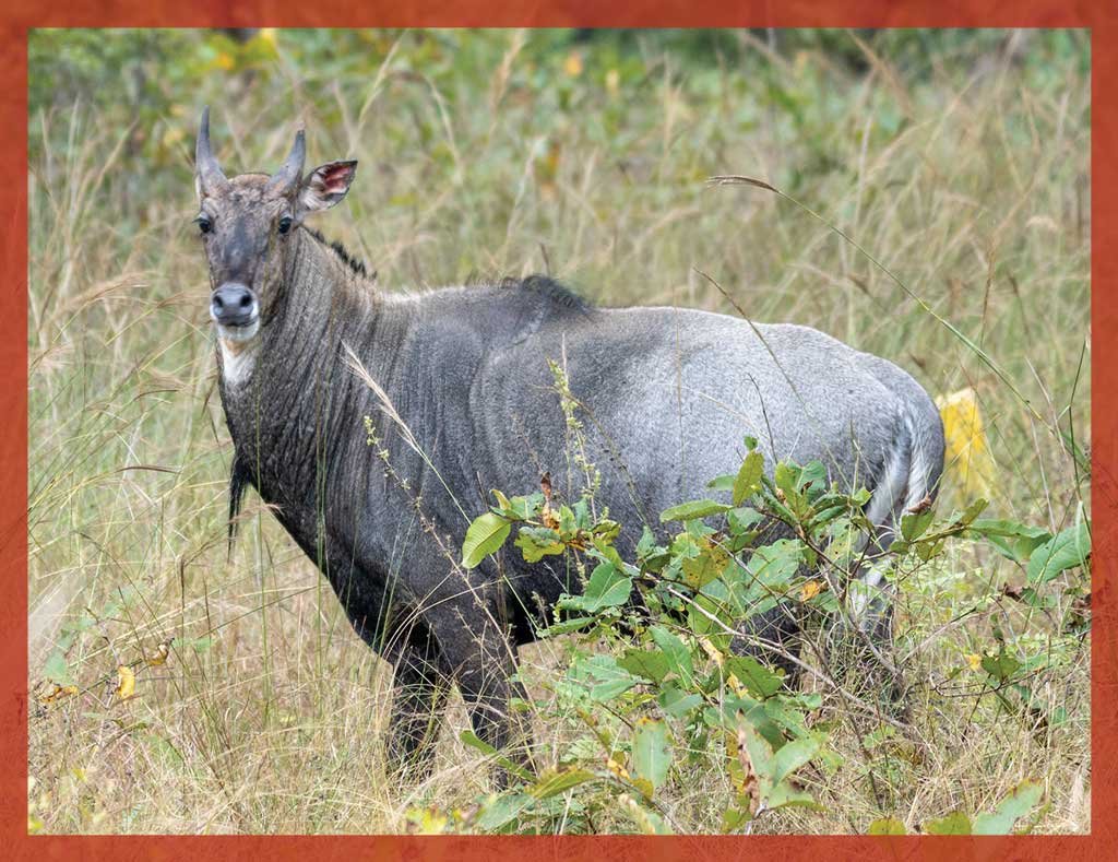 Texas has free-ranging nilgai antelope, axis deer and elk in addition to other unique fish and game species.