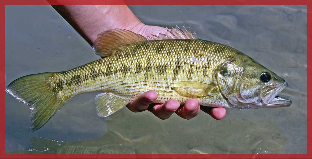 The Guadalupe bass, Texas’ state fish, is found only in clear, fast-flowing Hill Country rivers.