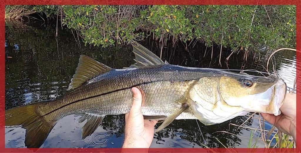 Snook are typically associated with Florida’s warm waters, but Texas has its own population of these prized gamefish.
