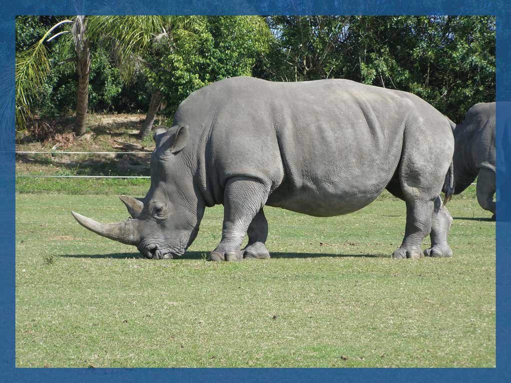 Texas has a growing number of rhinos in private hands that are being used for wildlife tourism in Fredericksburg and places like the Barksdale area. Could Texas become a safe haven for orphaned baby rhinos?
