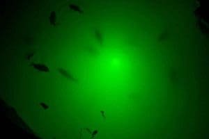 fishing light