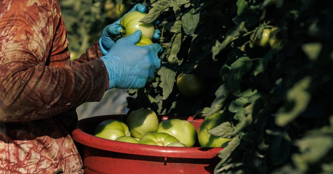 A person wearing blue gloves and a long-sleeve shirt and pants picks green tomatoes in a field and puts them into a red plastic bucket.