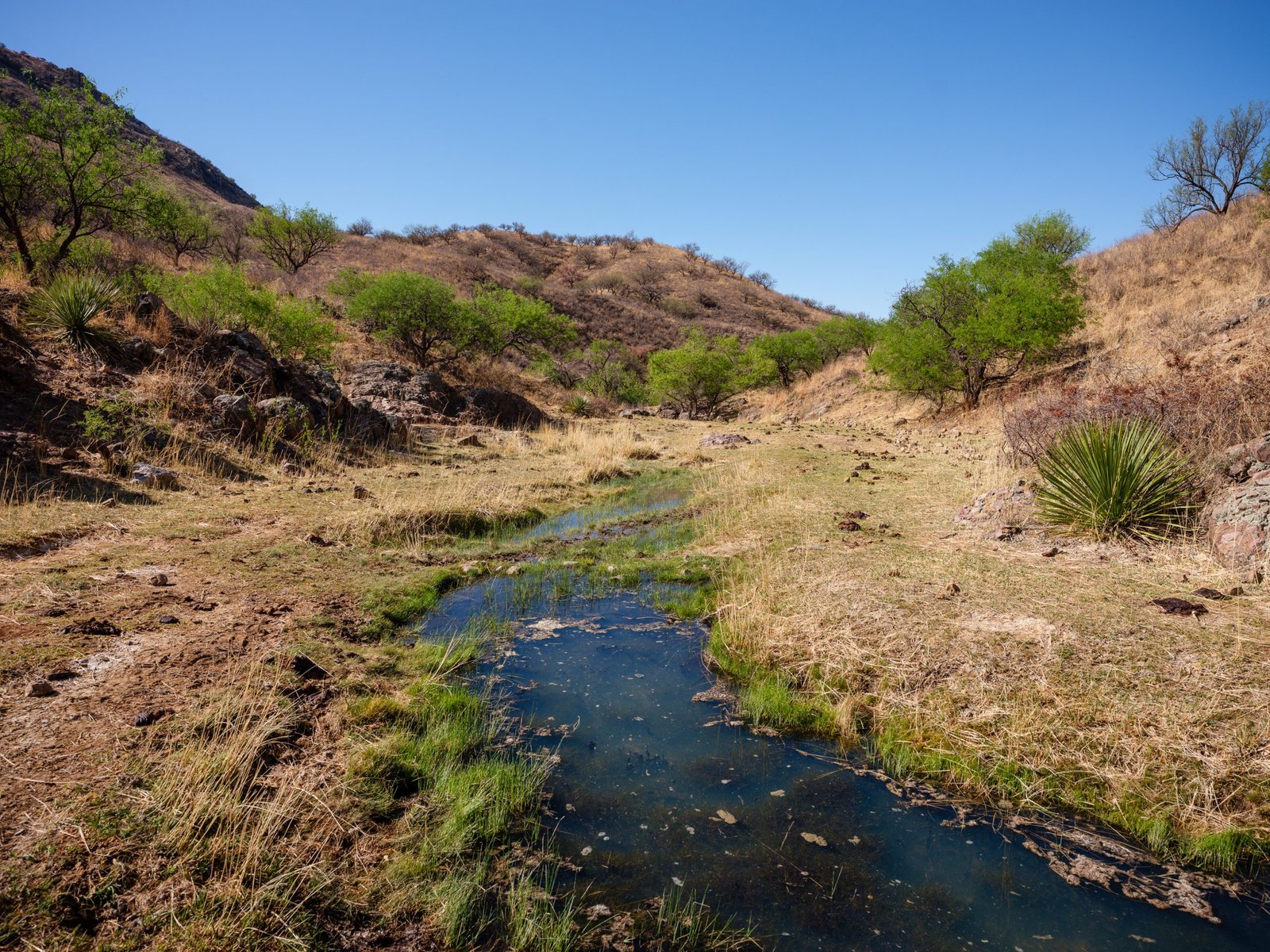 A small, winding stream flows through a dry, grassy valley. Green trees, yucca plants, cow patties and arid brown hills line the landscape under a clear blue sky.