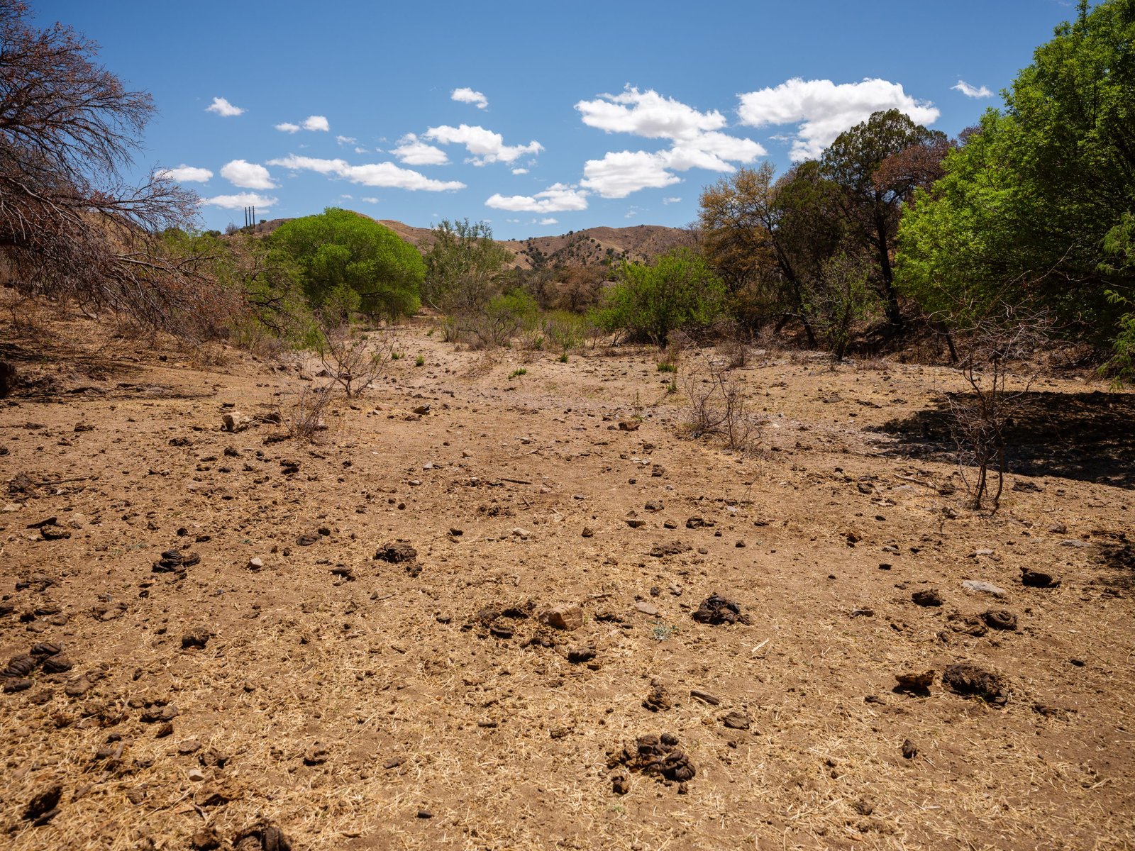 A wide expanse of dry, dusty earth scattered with cow dung fills a clearing. Green trees and shrubs line the edges of the valley under a blue sky with scattered white clouds.