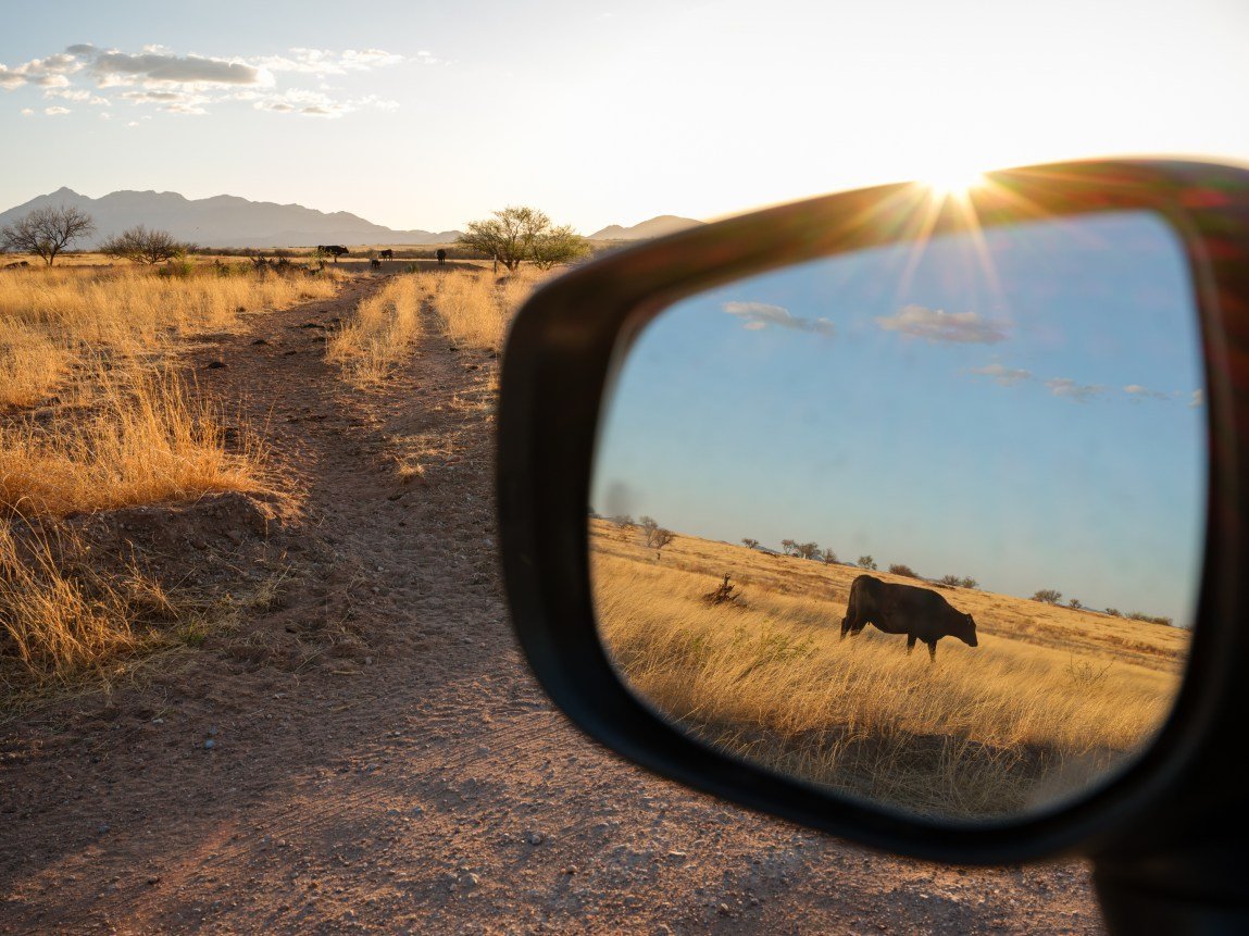 A side-view mirror of a vehicle frames the reflection of a black cow grazing in a golden, sunlit pasture under a blue sky. In the background, the sun sets over a wide dirt road cutting through an arid desert landscape with mountains on the horizon.