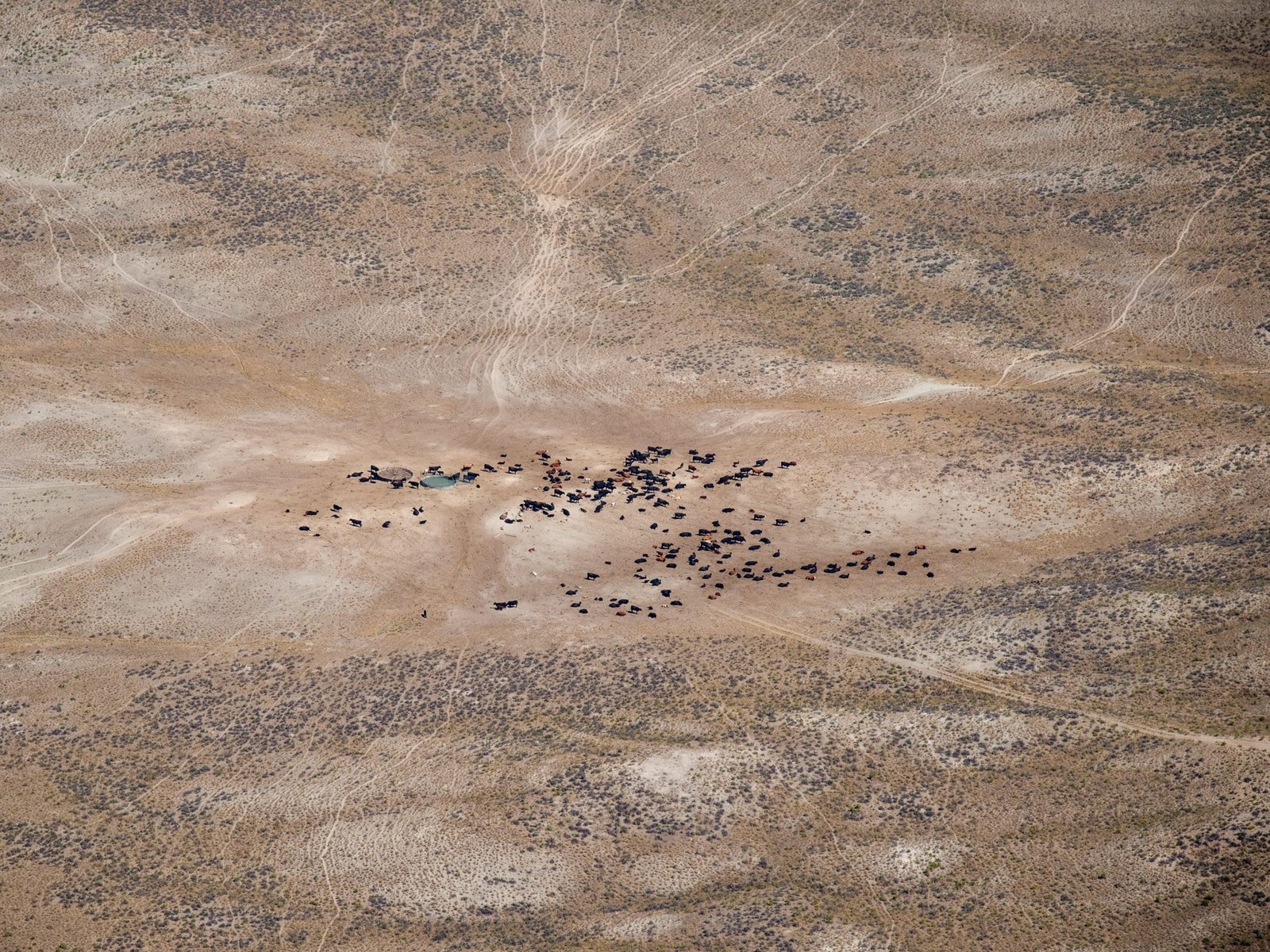 An aerial view shows a herd of cattle gathered around a small watering hole in the middle of a vast, arid desert landscape.