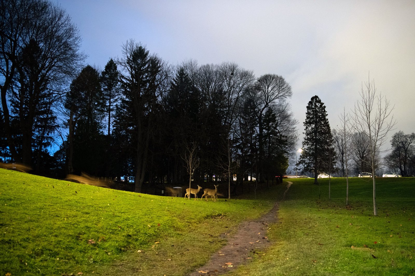 Two deer stand on an illuminated grassy hillside next to a walking path at dusk. To the left, a long-exposure blur shows other deer running, with a dense line of dark trees and a twilight sky in the background.