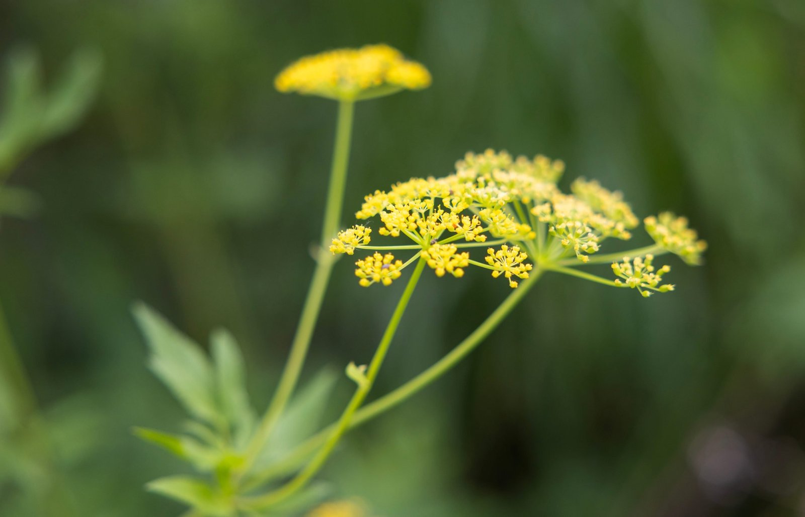 Three yellow flowers are in focus against an out-of-focus green background.